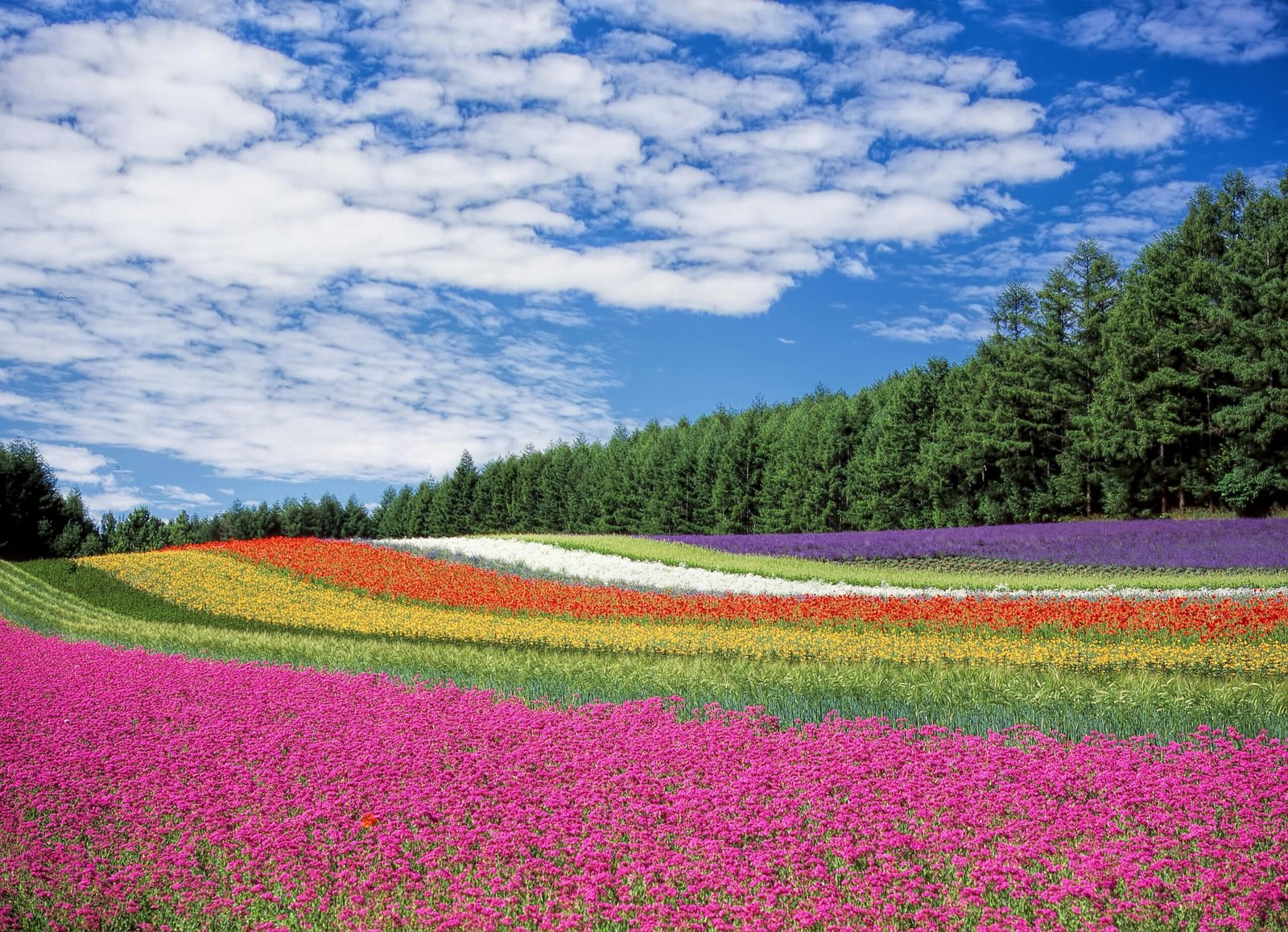 A stunning landscape of colorful flower fields under a bright blue sky.
