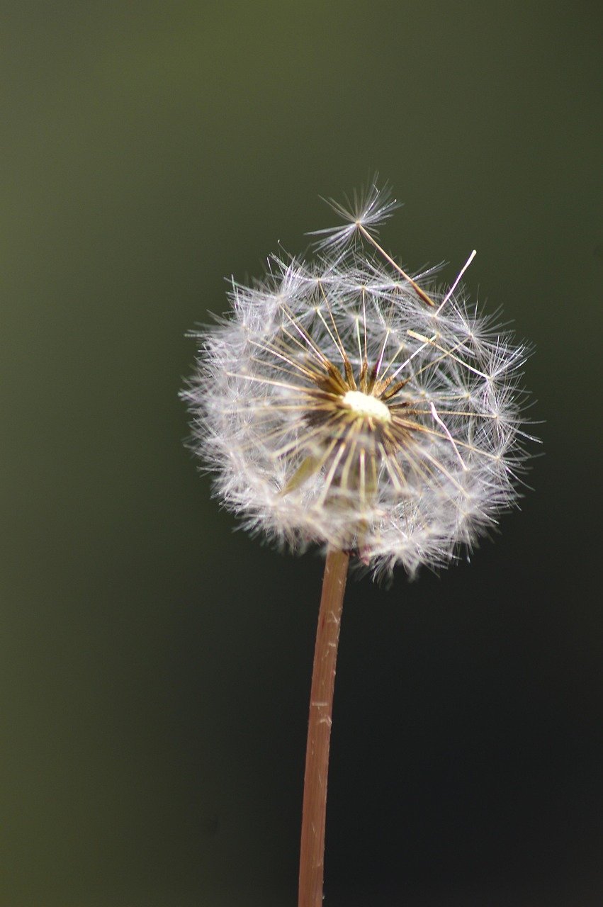 flower, dandelion, flower background, wildflower, nature, snow, winter, beautiful flowers, flower wallpaper, rwanda, africa, close up