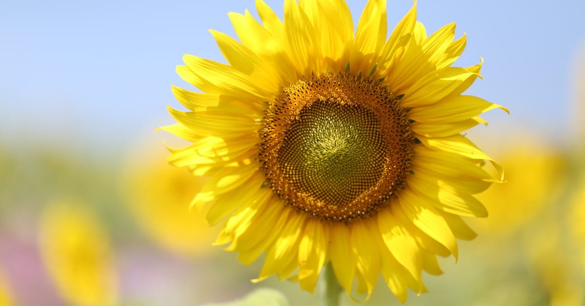 Close-up of a blooming sunflower under a bright blue sky showcasing vibrant yellow petals.